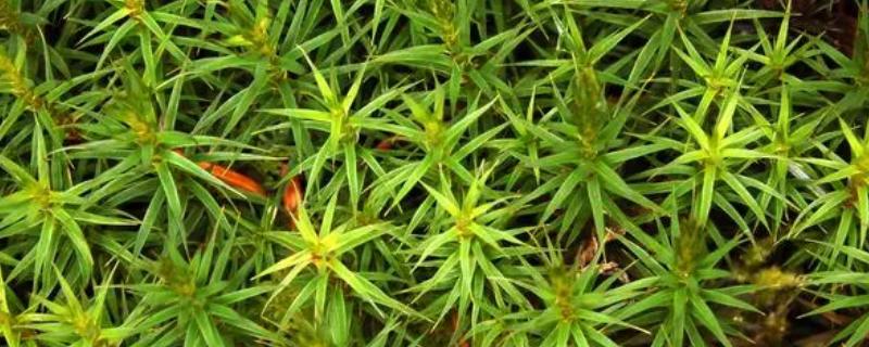 红点草怎么养殖，冬季要把室温保持在12℃以上