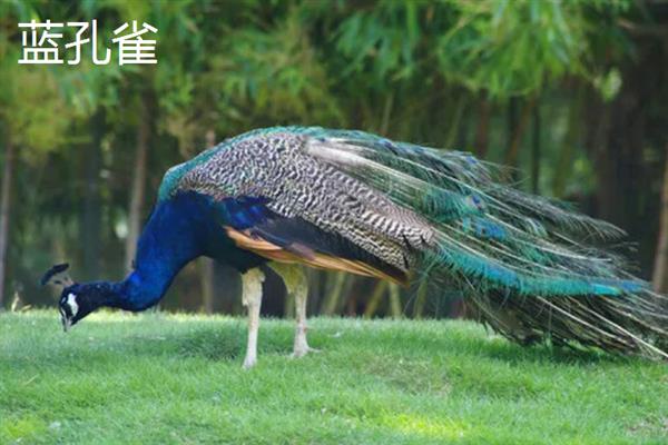 孔雀分布在哪里，原产于中国、柬埔寨、泰国等国家