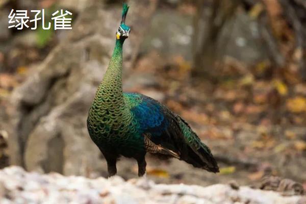 孔雀分布在哪里，原产于中国、柬埔寨、泰国等国家