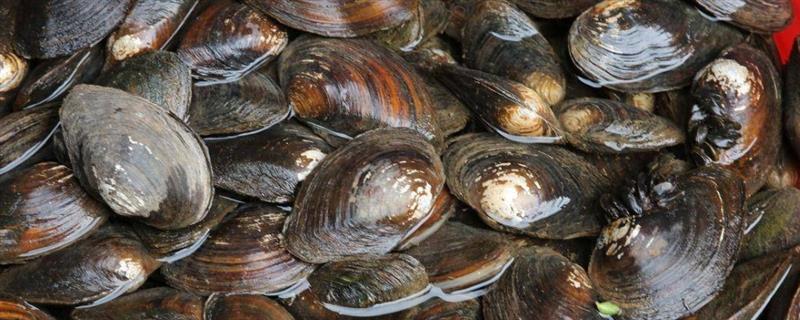 河蚌吃什么，主要食物有单胞藻、原生动物等