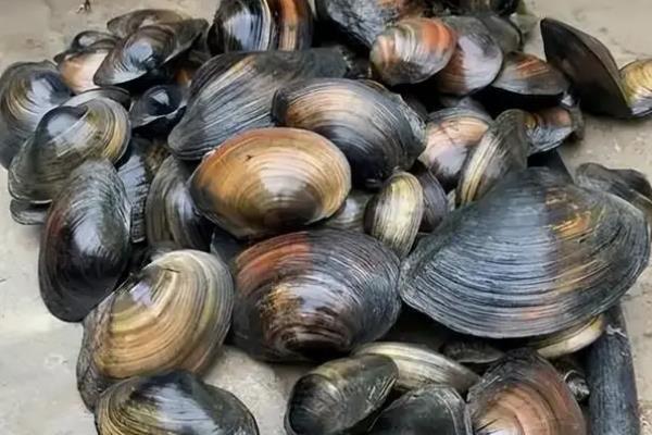 河蚌吃什么，主要食物有单胞藻、原生动物等