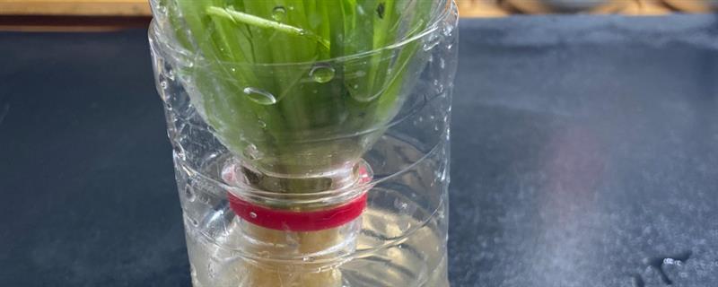 香菜根能不能水培，需每隔2天换一次水