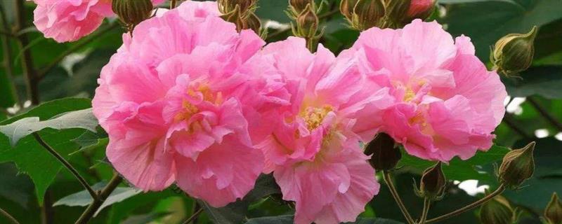 草本芙蓉花怎么养，适合在每年的春天栽培