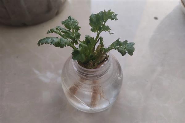 香菜根能不能水培，需每隔2天换一次水