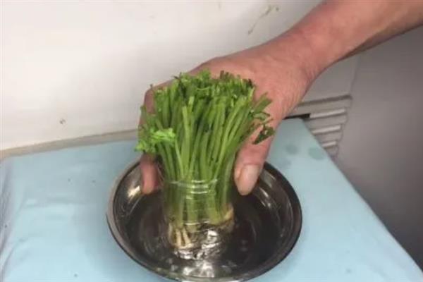 香菜根能不能水培，需每隔2天换一次水