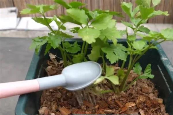香菜根能不能水培，需每隔2天换一次水