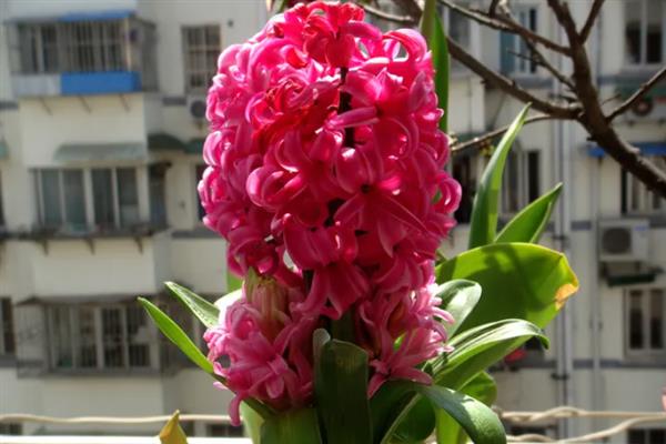 风信子是不是花，属于草本球根类植物