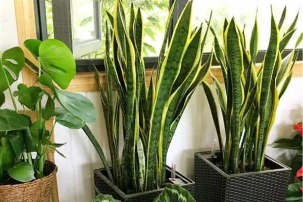 虎皮兰叶子发卷如何处理，需保温、保湿和追肥等
