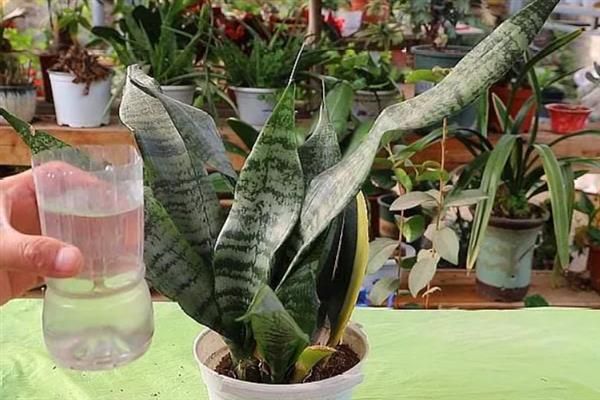 虎皮兰叶子发卷如何处理，需保温、保湿和追肥等