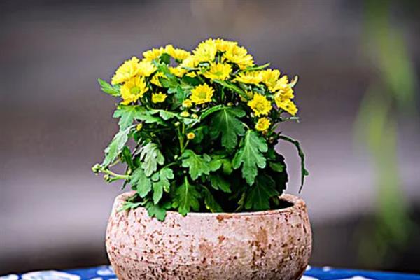菊花如何养殖，生长期每隔10天左右追肥一次