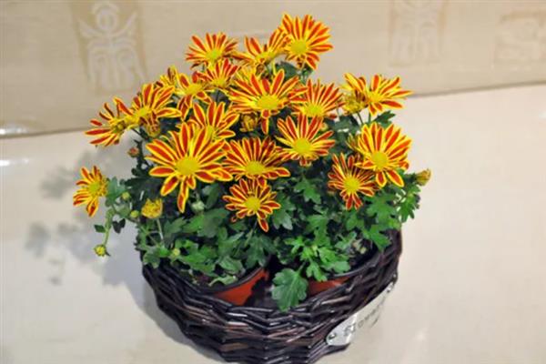 菊花如何养殖，生长期每隔10天左右追肥一次