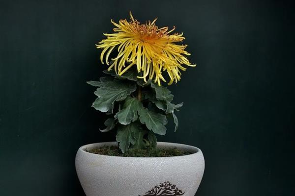 菊花如何养殖，生长期每隔10天左右追肥一次