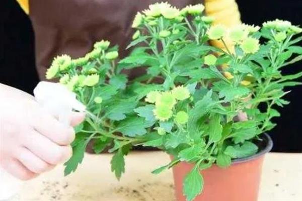 菊花如何养殖，生长期每隔10天左右追肥一次