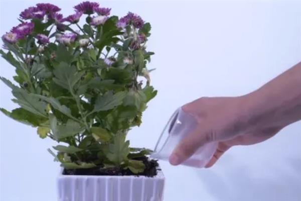 菊花如何养殖，生长期每隔10天左右追肥一次