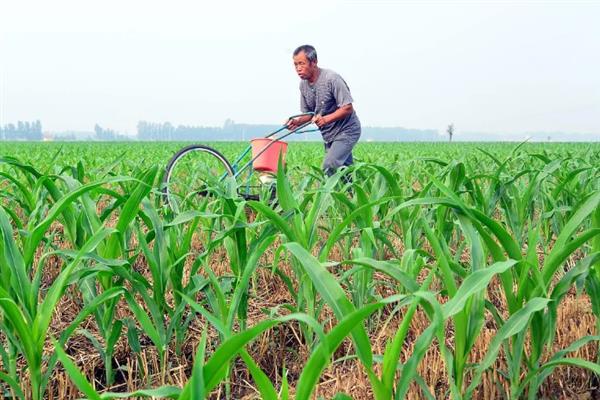玉米高产施肥方法，需确定合适的比例