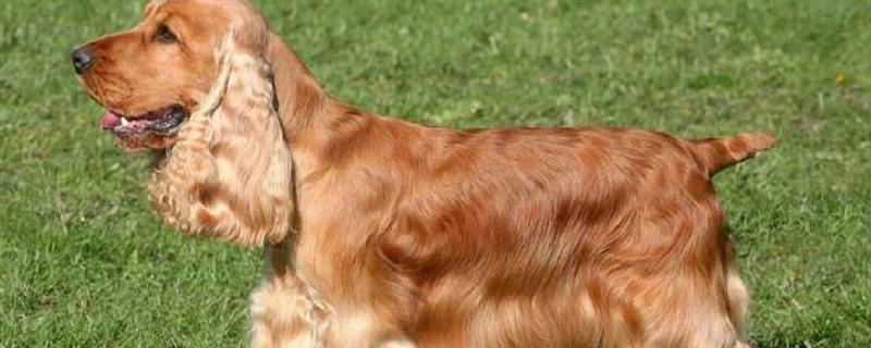 英国可卡的来源，是一种西班牙犬