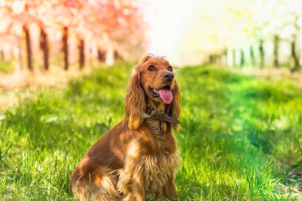 英国可卡的来源，是一种西班牙犬