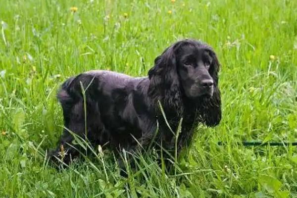 英国可卡的来源，是一种西班牙犬