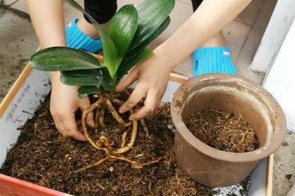 君子兰秋天在几月换土，一般在9-10月换土