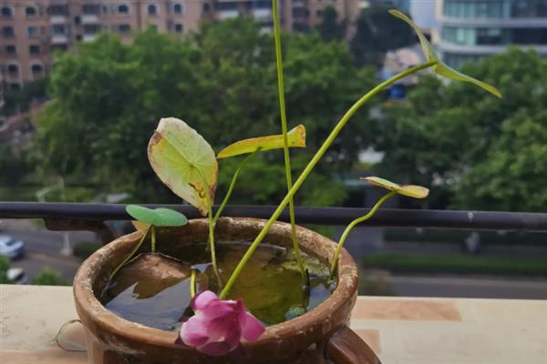 荷花的瓶养方法，夏季每隔1-2天换一次水