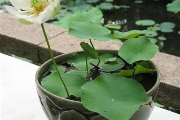 荷花的瓶养方法，夏季每隔1-2天换一次水