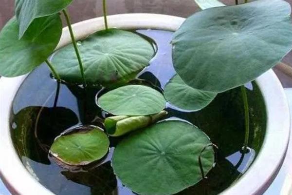荷花的瓶养方法，夏季每隔1-2天换一次水