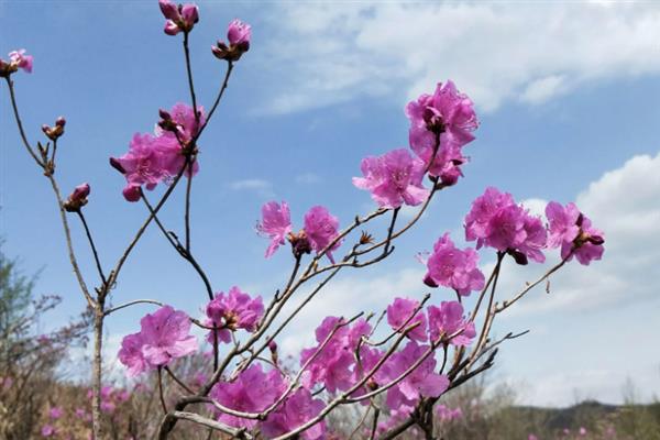 金达莱花的寓意，寓意繁荣昌盛、幸福美好等