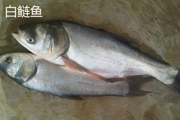 白鲢鱼和花鲢鱼的区别是什么，外观、体型和饵料均不同