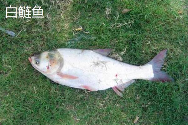 白鲢鱼和花鲢鱼的区别是什么，外观、体型和饵料均不同