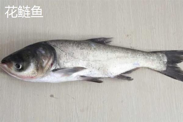 白鲢鱼和花鲢鱼的区别是什么，外观、体型和饵料均不同