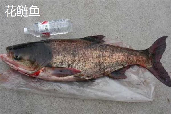 白鲢鱼和花鲢鱼的区别是什么，外观、体型和饵料均不同