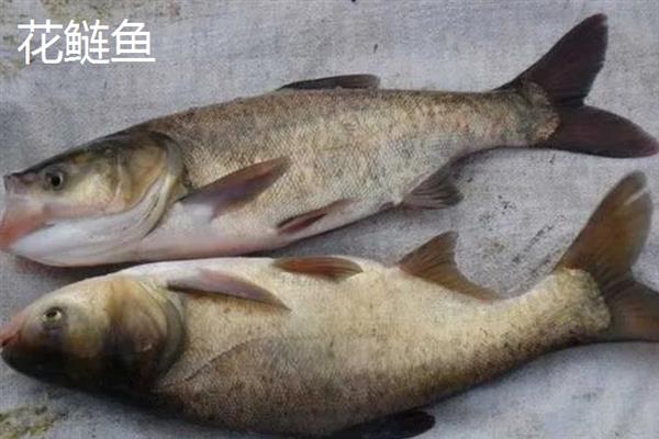 白鲢鱼和花鲢鱼的区别是什么，外观、体型和饵料均不同