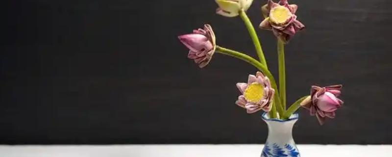荷花的瓶养方法，夏季每隔1-2天换一次水
