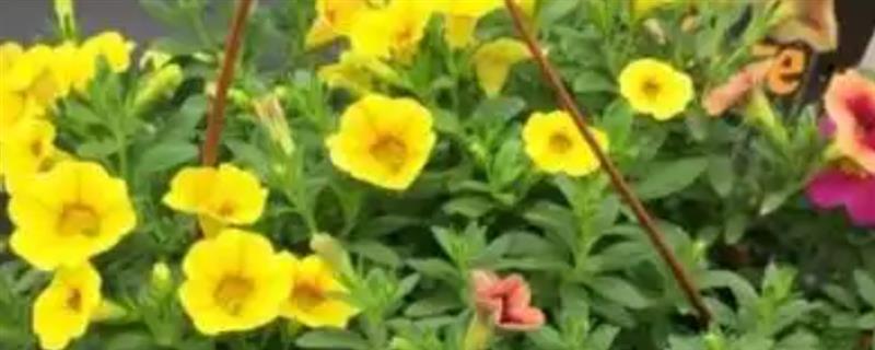 舞春花籽的培育方式，在春秋两季进行