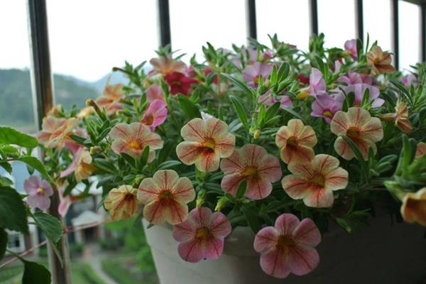 舞春花籽的培育方式，在春秋两季进行