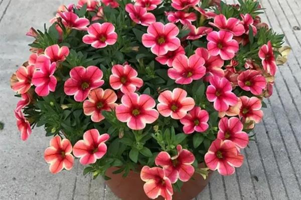 舞春花籽的培育方式，在春秋两季进行