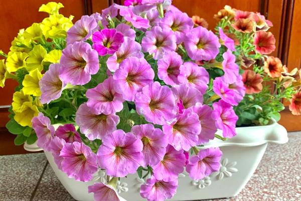 舞春花籽的培育方式，在春秋两季进行