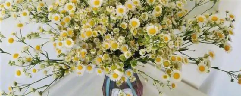 小雏菊如何插花，要先对植株的花枝进行修剪