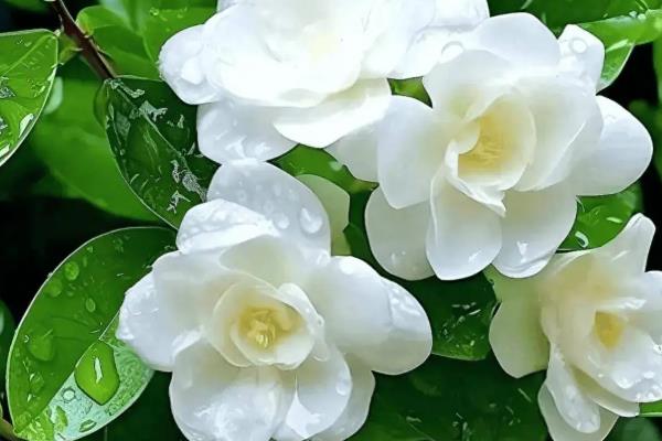 茉莉花有什么寓意，寓意忠贞尊敬、朴实无华等