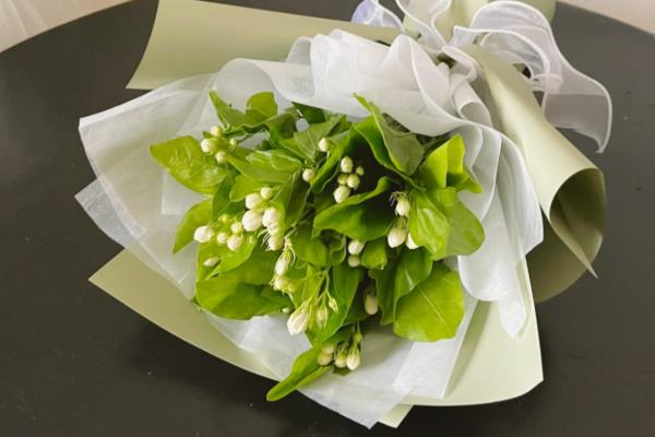 茉莉花有什么寓意，寓意忠贞尊敬、朴实无华等