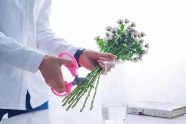 小雏菊如何插花，要先对植株的花枝进行修剪