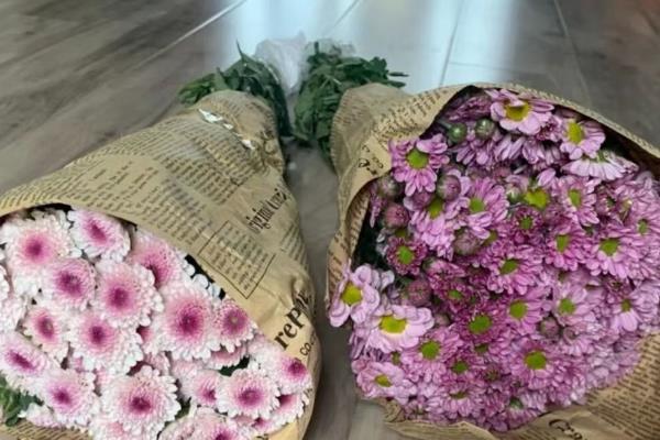 小雏菊如何插花，要先对植株的花枝进行修剪