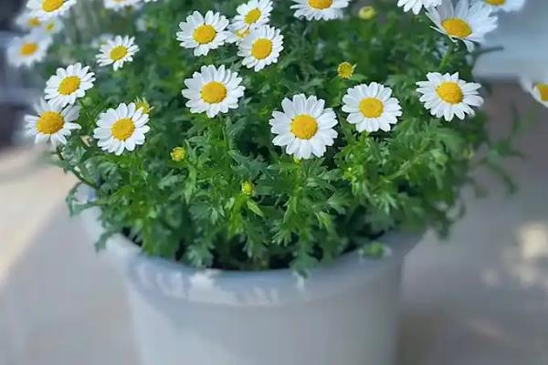 小雏菊如何插花，要先对植株的花枝进行修剪