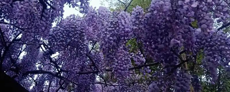 紫藤不开花的原因，可能是品种不好或管理不当所致