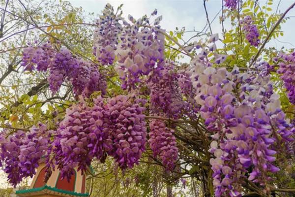 紫藤不开花的原因，可能是品种不好或管理不当所致