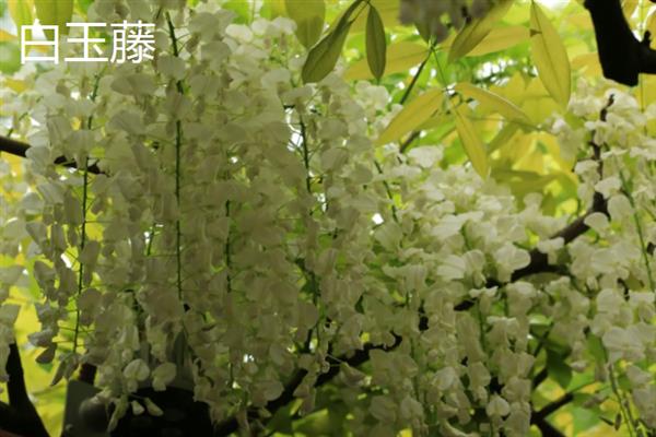 紫藤不开花的原因，可能是品种不好或管理不当所致