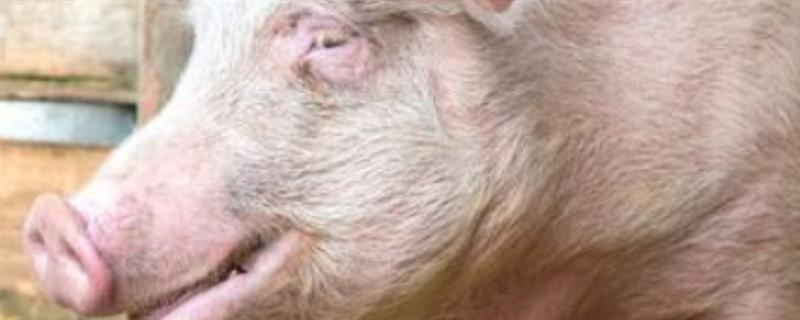 猪磨牙该如何治疗，给猪及时进行驱虫
