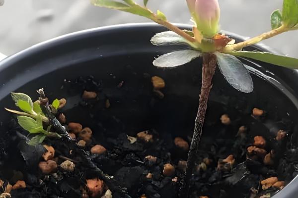 杜鹃花怎么繁殖，有扦插、高压等方式