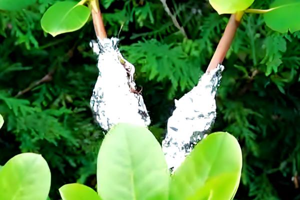 杜鹃花怎么繁殖，有扦插、高压等方式