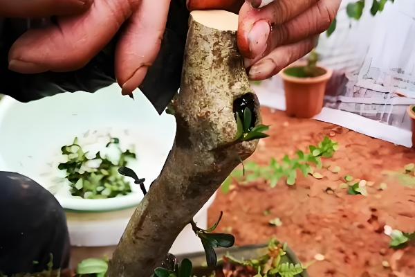 杜鹃花怎么繁殖，有扦插、高压等方式